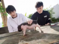 小猪最新爆料,揭秘娱乐圈幕后真相